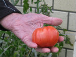 tomato in hand li
